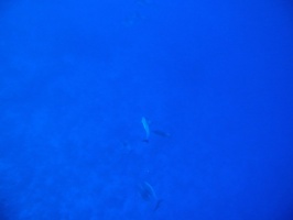 31  Spinner Dolphins IMG 2532